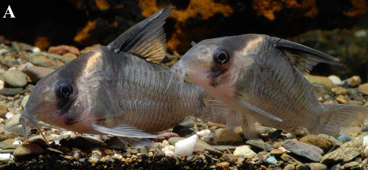 A breeding pair of Corydoras colossus in an aquarium.