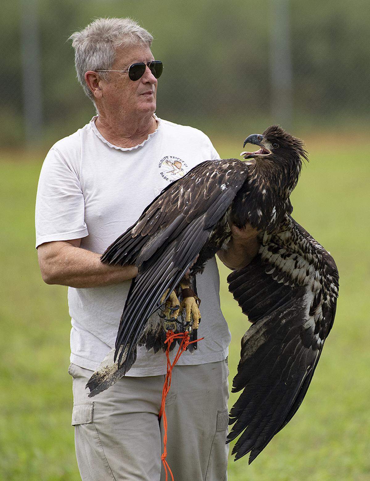 An injured eaglet gets flying lessons from Wildlife Rescue founder Lloyd Brown after the injured bird was rescued and rehabilitated over a five month period beginning in March 2021.