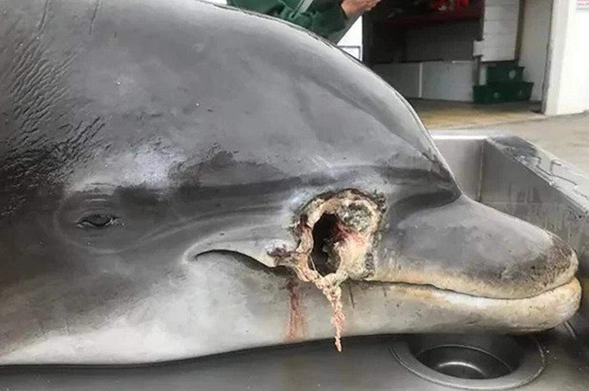 Biologists are working to determine whether this dolphin, found near Naples, was killed by a bullet or a spear-like object.
