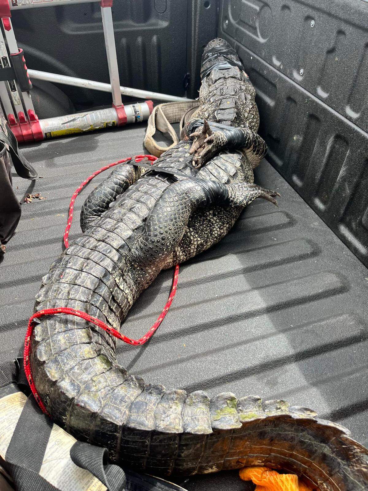 Deputies with Hernando County Sheriff’s Office and trappers sent by Florida Fish and Wildlife Conservation Commission captured a gator “loitering” in the parking lot of a Wendy’s on Commercial Way in Spring Hill, Florida, on Aug. 31, 2022. The gator was placed in a truck and “taken into custody.”