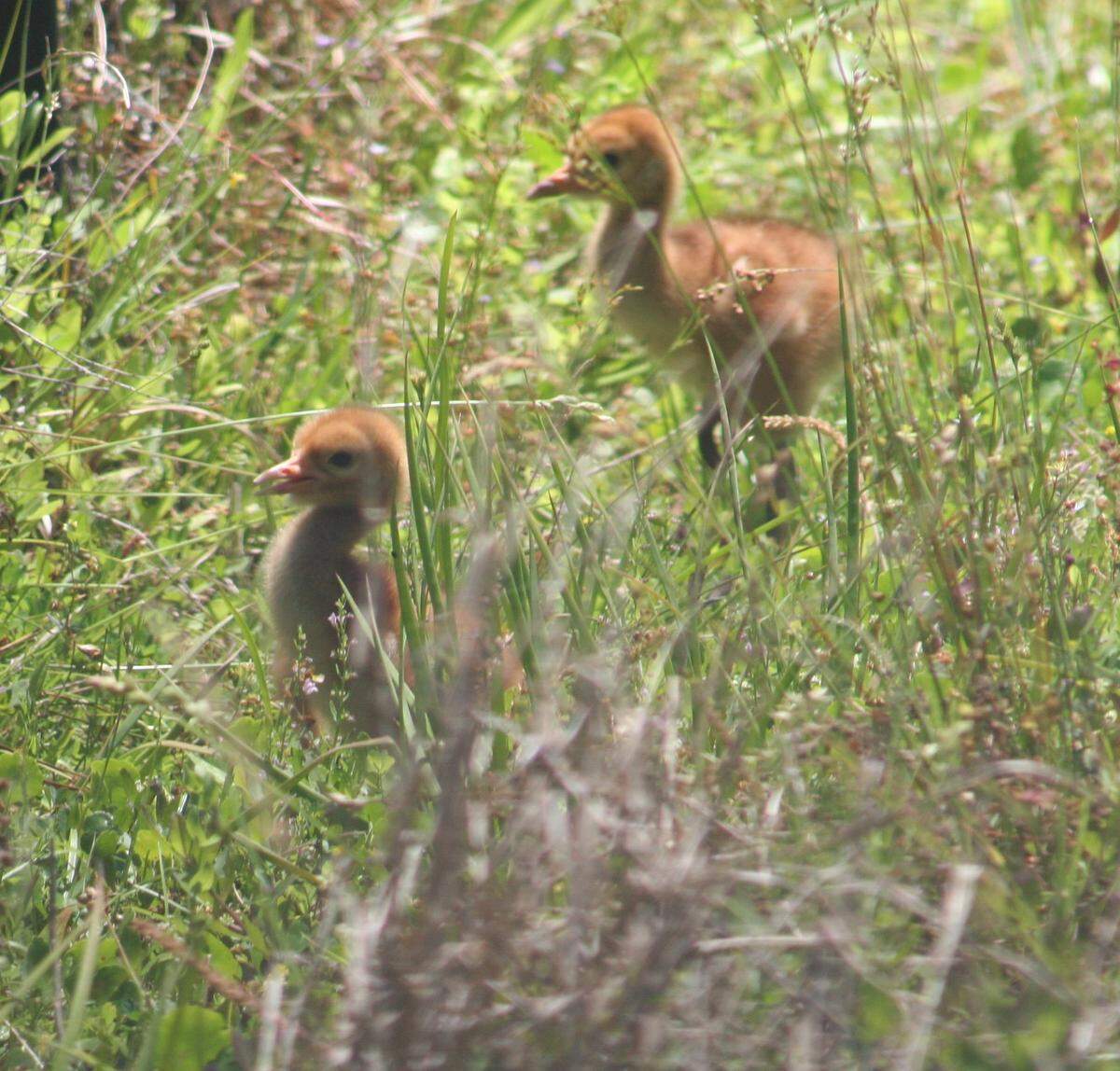 These two endangered whooping crane chicks, which recently hatched at White Oak Conservation in North Florida, will likely be moved to a wild flock in eastern Wisconsin with their parents once the birds are ready.