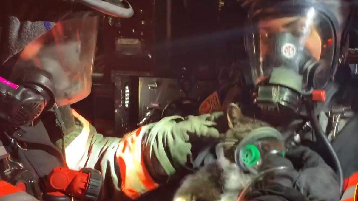 A cat rescued from a camper fire in North Naples, Florida, receives oxygen