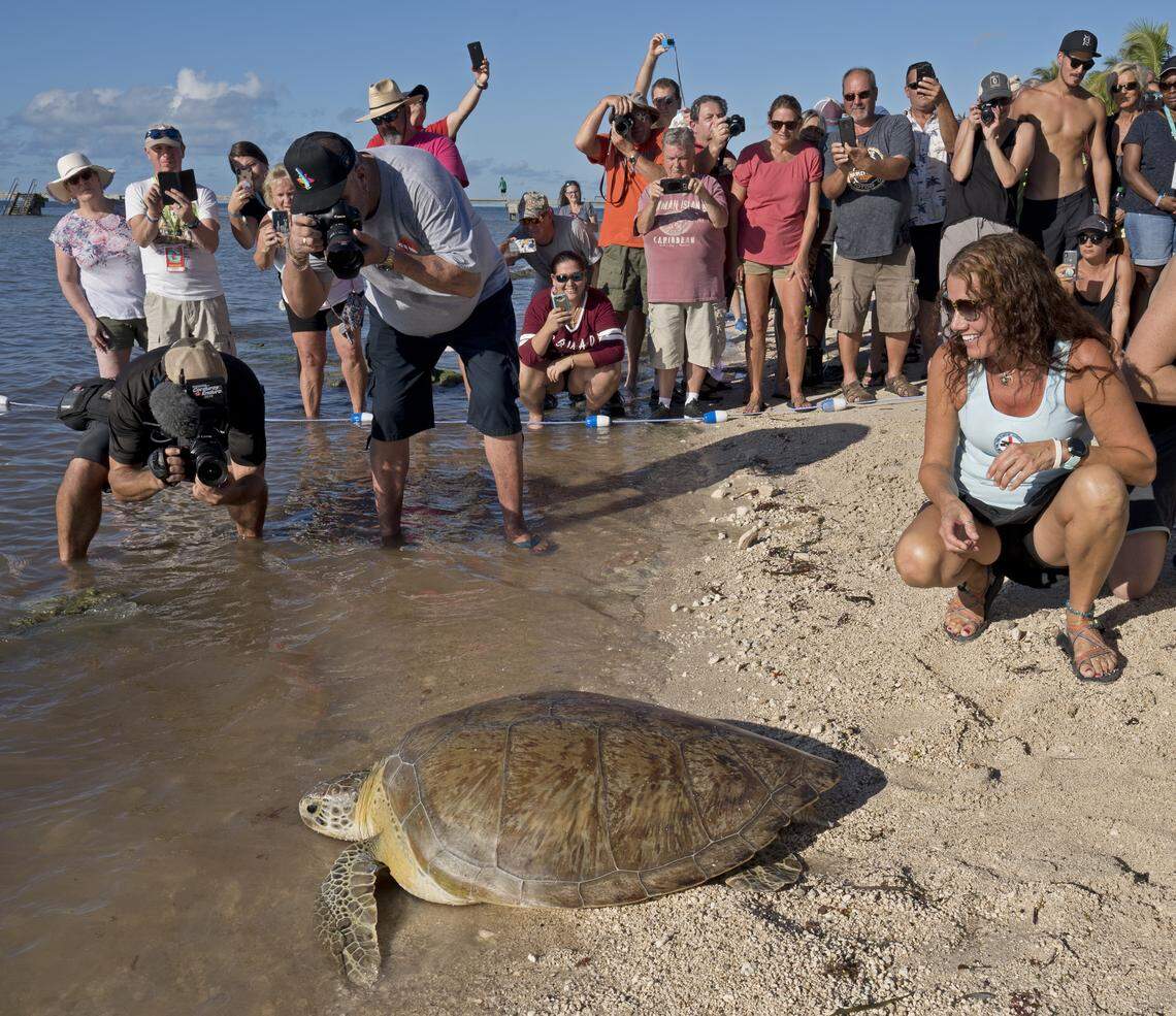 Bette Zirkelbach, right, manager of the Florida Keys-based Turtle Hospital, and spectators watch as Splinter, a green sea turtle, crawls to the Atlantic Ocean on Nov. 1, 2019, in Key West. The 150-pound turtle was rescued off Key Largo on Sept. 7, 2019.
