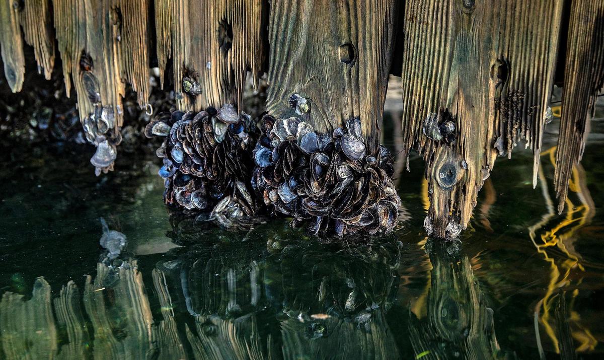 Detail of Flat Tree Oysters seen in the Coral Gables waterways during a kayak tour with Alberto “Tico” Aran, Founder of the Watershed Action Lab, who lead the Native Oyster Restoration Project to Biscayne Bay to improve the quality of the water entering Biscayne Bay as a tool to mitigate algal blooms on Friday October 8, 2021