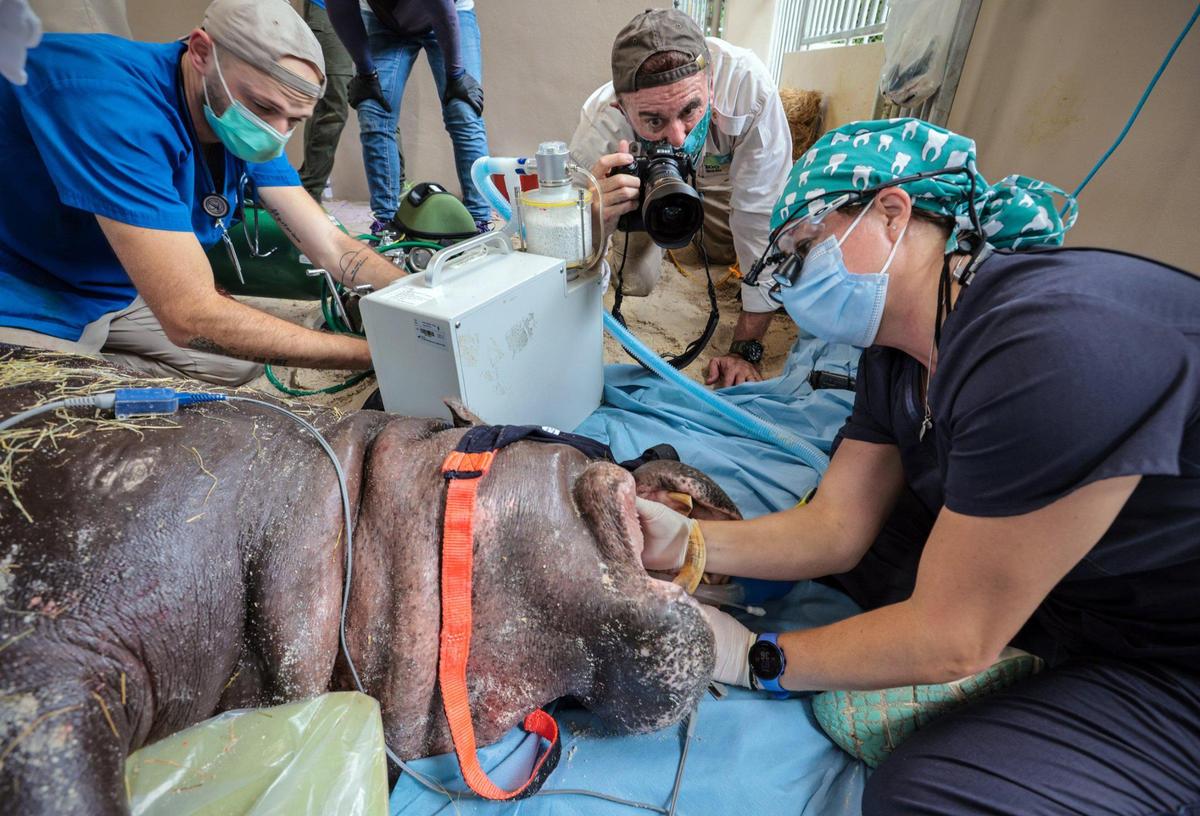 Ron Magill photographs a pygmy hippo as the animal health team performs a dental procedure at Zoo Miami.