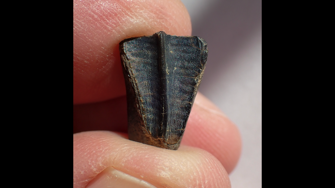 The tooth was discovered in gravel by Dr. John Friel, director of the Alabama Museum of Natural History, as he accompanied a group of fossil enthusiasts to a creek about a 50-mile drive southwest from the University of Alabama campus in Tuscaloosa.