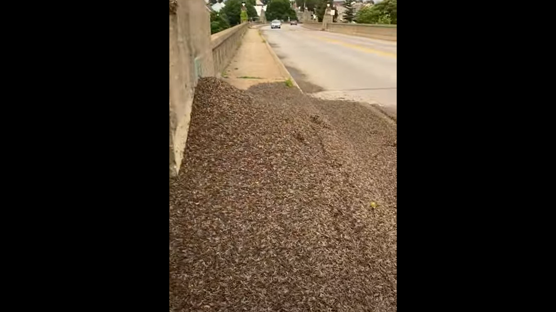 Screengrab of a video showing a massive mound of dead mayflies found on a Pennsylvania bridge.
