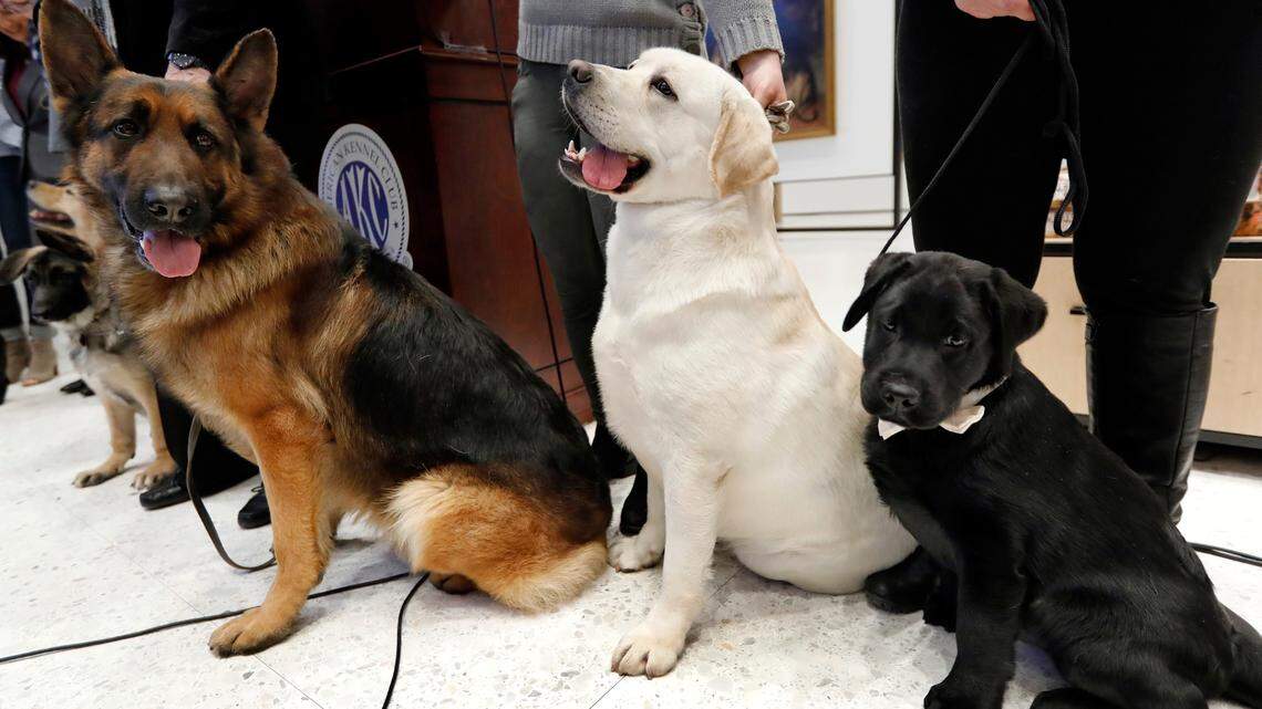 German shepherds and labrador retrievers were named two of the country’s most popular dog breeds. This file photo was taken in 2019.