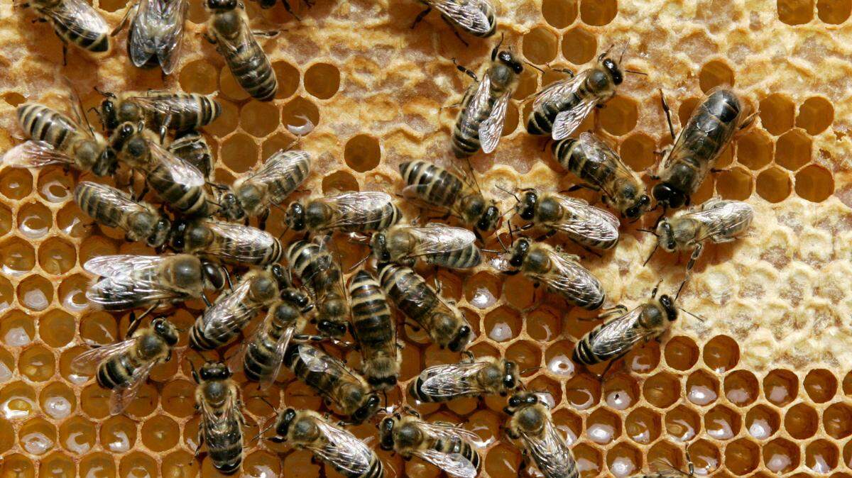 Honeybees use light to tell time, but a mixture of laboratory and real-world experiments revealed the insects also use temperature fluctuations inside their dark hives to understand when it’s time to hunt for food, mate or even whip out their fancy dance moves to send important messages to others.