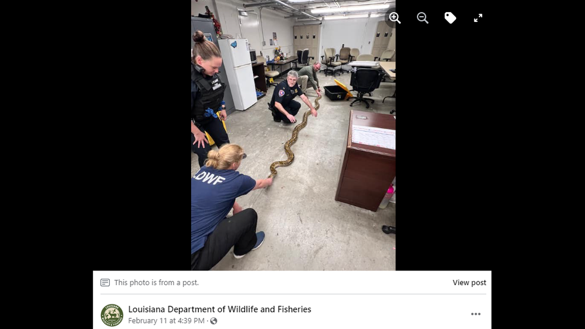 The person carrying the snake dropped it and ran when approached by law enforcement, officials said.