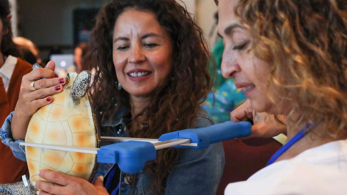 Teachers measure a mock sea turtle from the Inwater Research Group’s STEM-based sea turtle program, available free to many Florida school districts at the 2023 Everglades teacher sympossium organized by the Everglades Foundation on July 18.