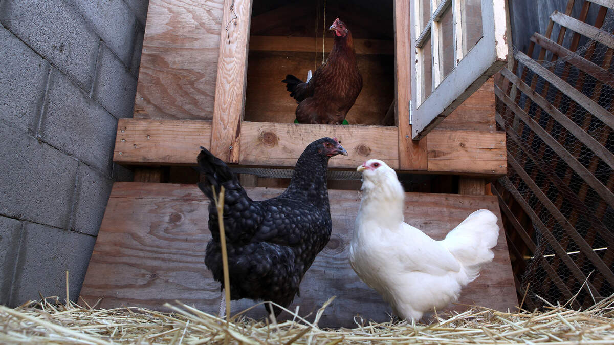 backyard chickens is raising chickens worth it 2026