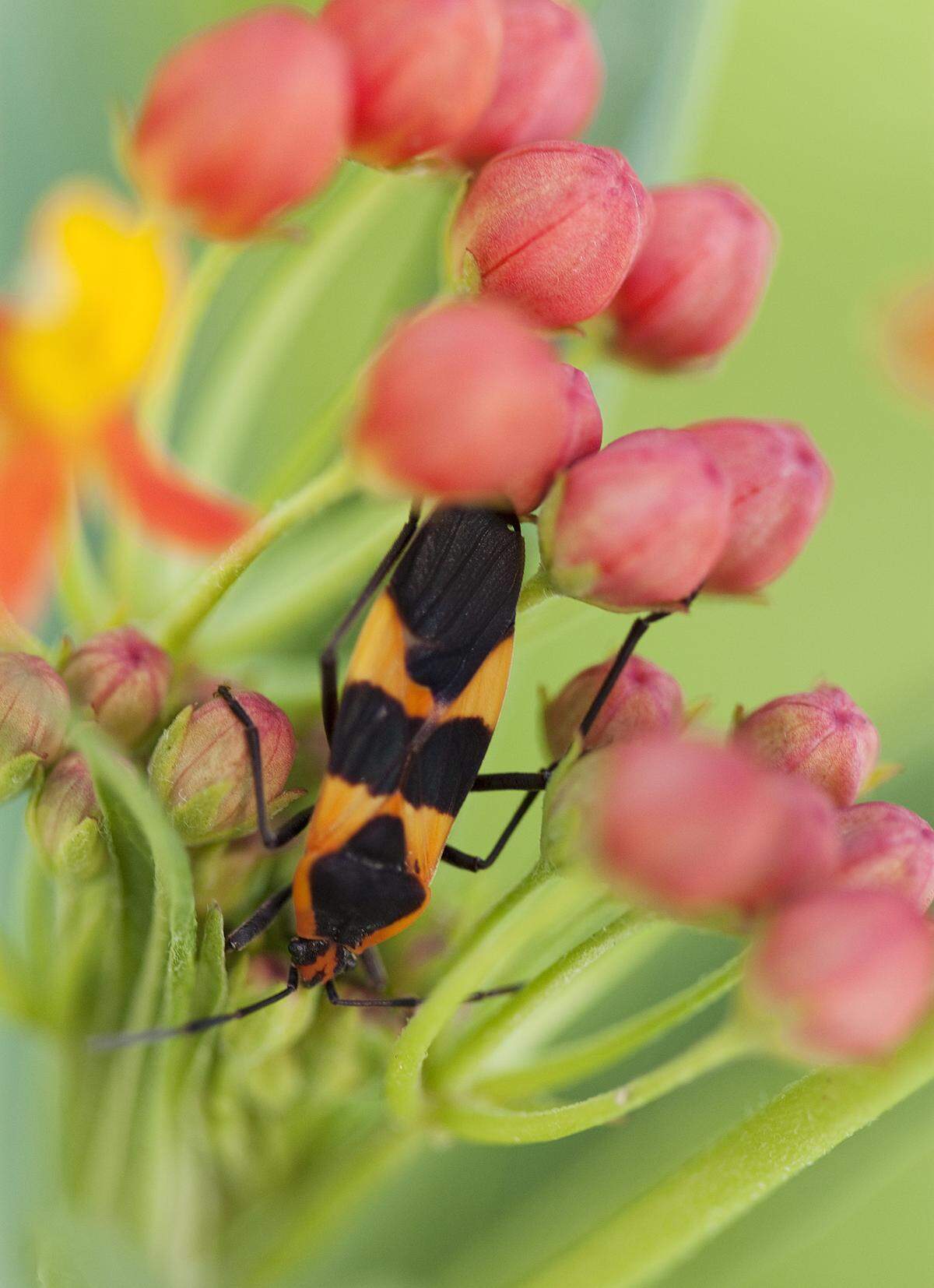 The milkweed bug eats its seeds, but otherwise won’t harm the plant.