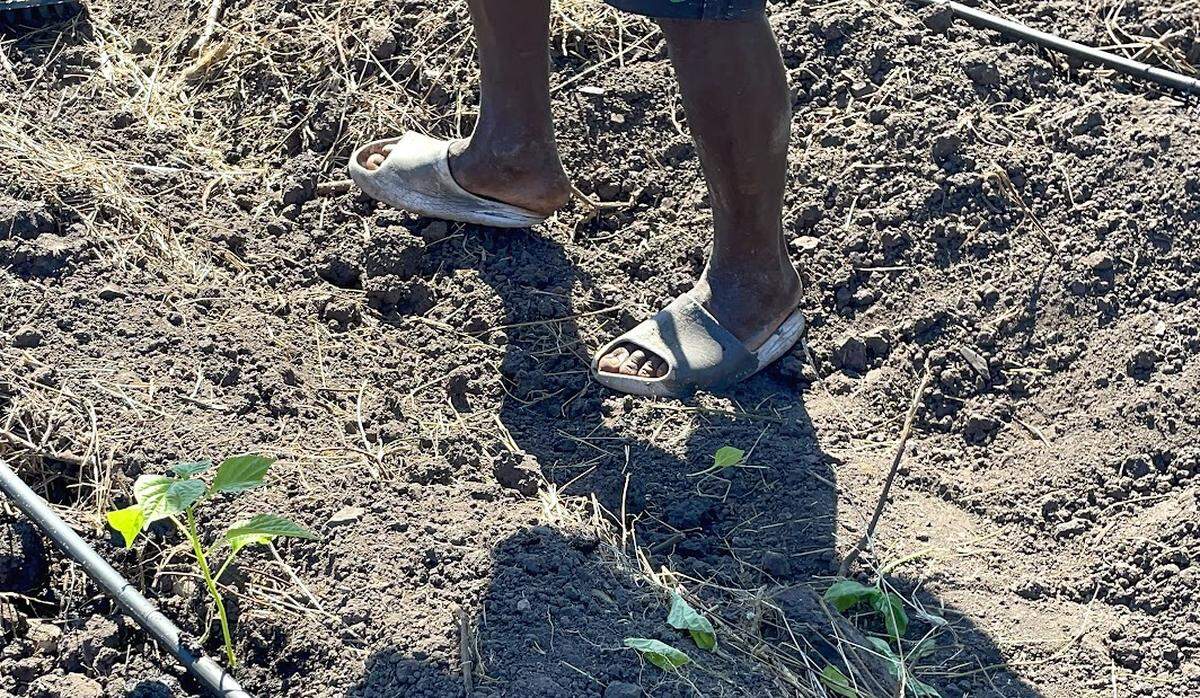 Los agricultores de Haití siempre han pasado apuros para ganarse la vida con sus cosechas. Pero con la ayuda de un grupo de compatriotas haitianos, esperan que su suerte cambie.