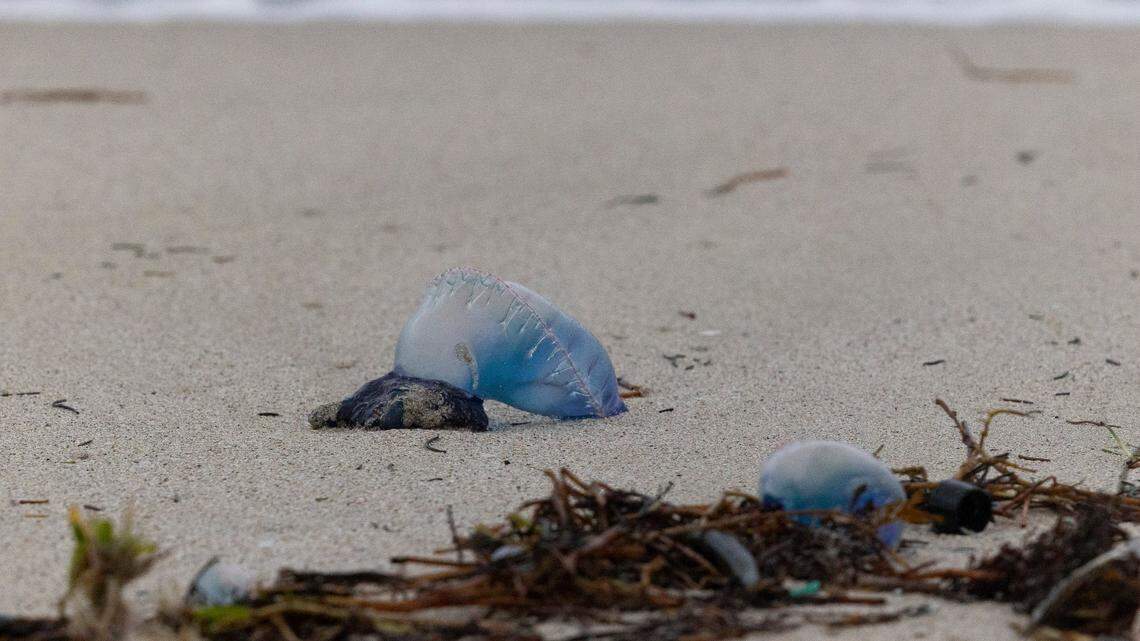 Two Portuguese Man o’ Wars lay washed up on the beach during bad weather on Wednesday, Dec. 13, 2023, in South Miami Beach.
