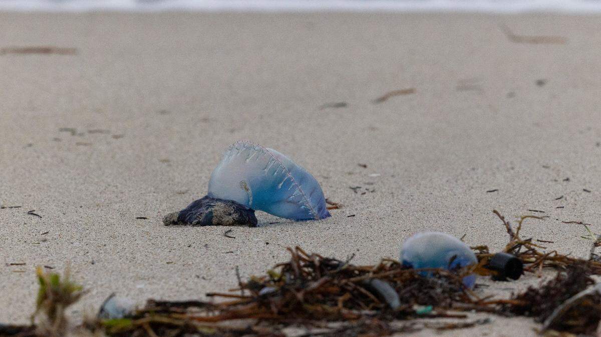 Two Portuguese Man o’ Wars lay washed up on the beach during bad weather on Wednesday, Dec. 13, 2023, in South Miami Beach.