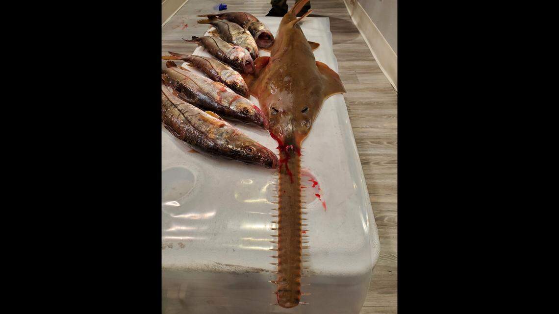 Dead fish, including an endangered smalltooth sawfish, are displayed on top of a cooler in Collier County Saturday, Oct. 22, 2022.