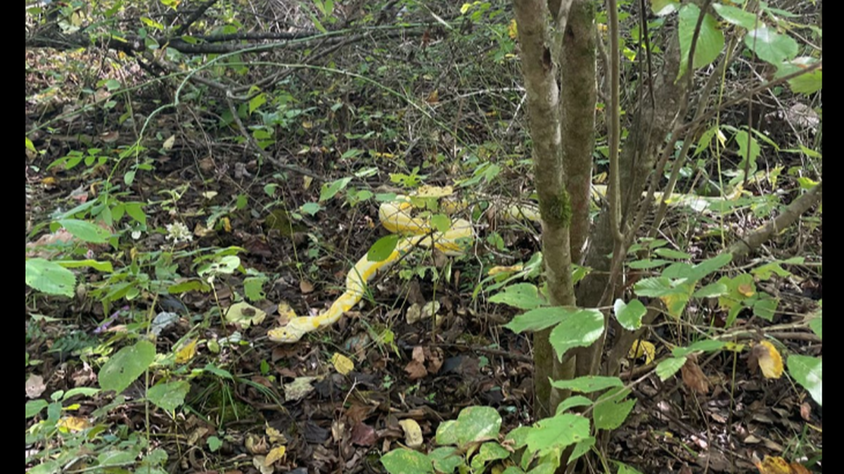 A team from the University of the South in Sewanee, Tennessee, visited the Normandy Reservoir on Oct. 2 and found an unusual-looking Burmese python, officials said.