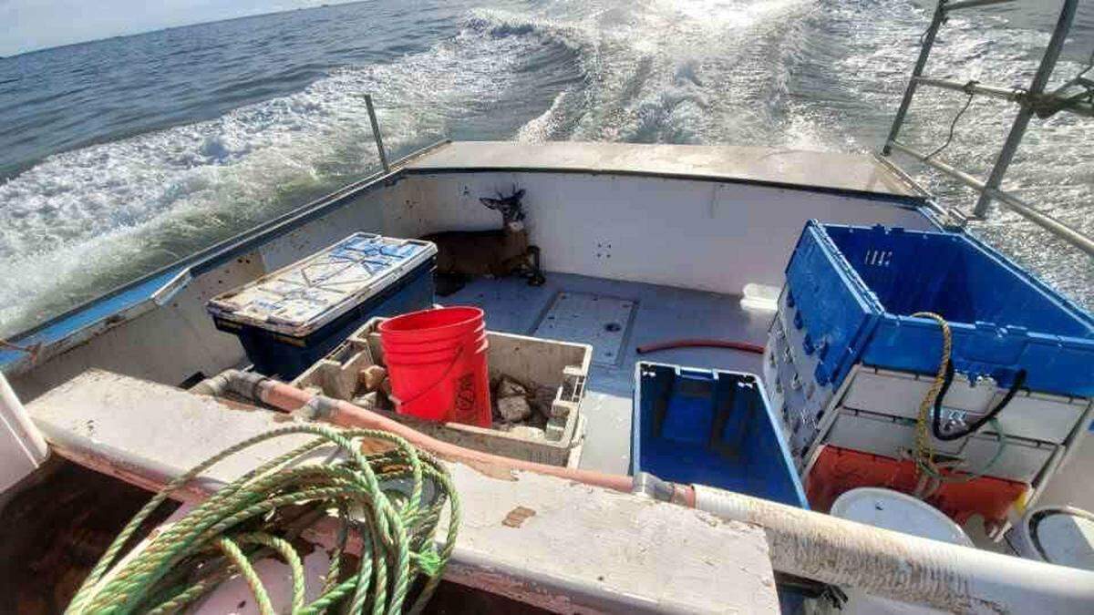 A lobster boat crew rescued a deer swimming 5 miles off the coast of Maine.
