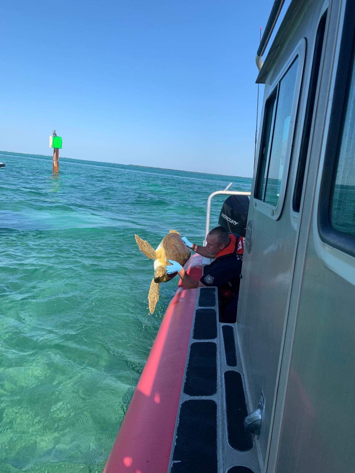 A U.S. Coast Guard crew member lifts a juvenile green sea turtle into a patrol boat Monday, March 28, 2022.