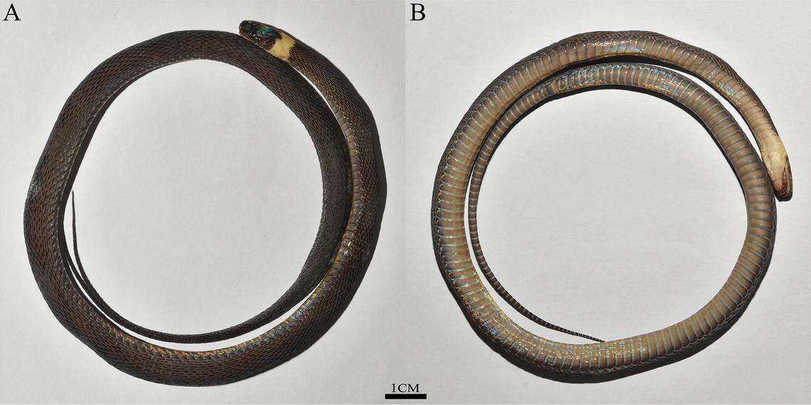 The “reflective” snakes have “metallic” and “iridescent” scales.