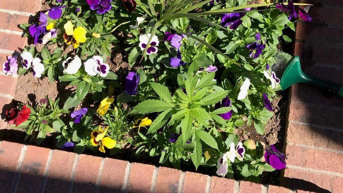 Workers in Powell, Wyoming found marijuana plants growing in the city’s large public planters. Officials had unknowingly tended to the plants for weeks. Police do not know who may have planted the sprouts as a prank.