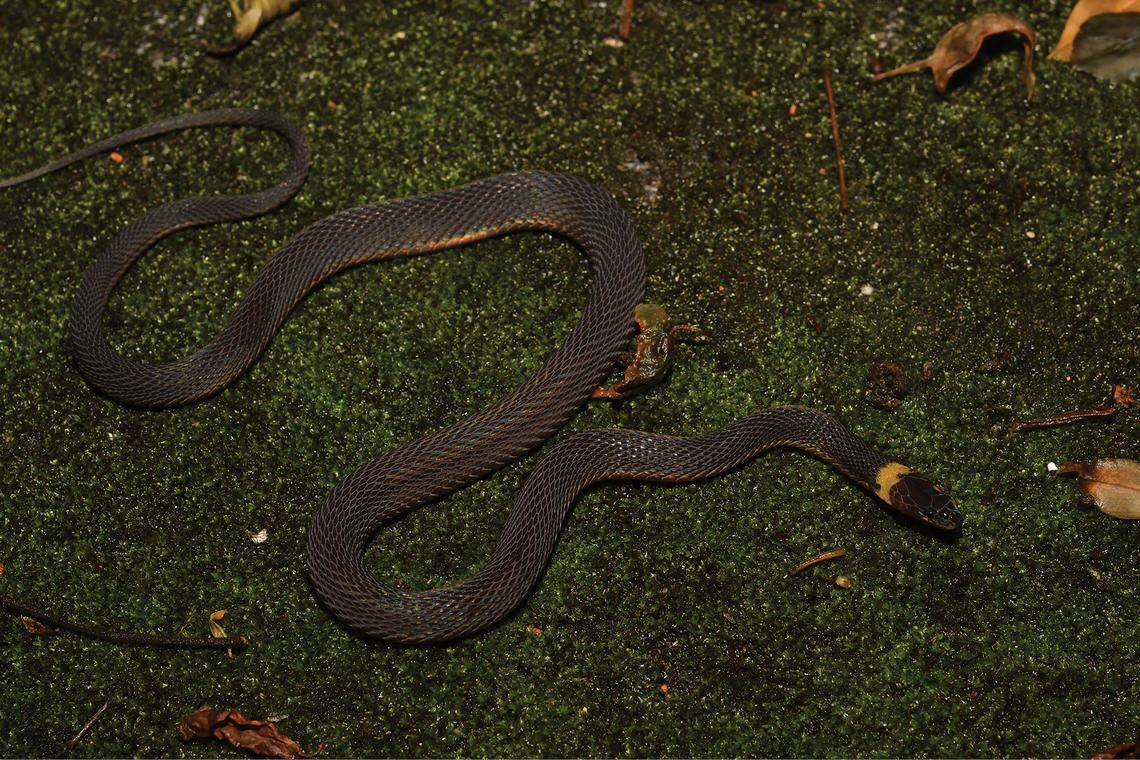 The new species has a “notable” yellow neck collar, researchers said.