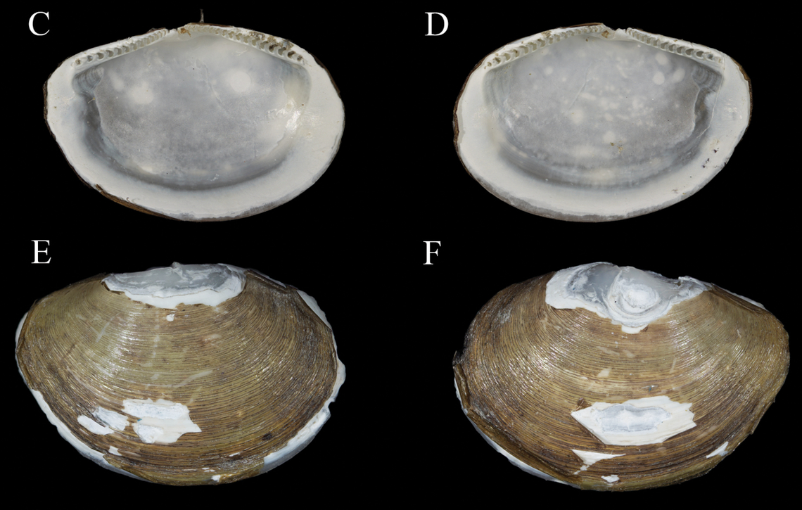 The new species has more hinge teeth that help keep the two sides of the shell from separating or slipping off the hinge.