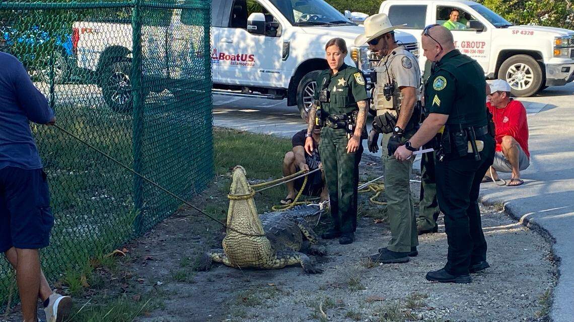 Monroe County Sheriff’s Office deputies and a Florida Fish and Wildlife Conservation Commission officer stand next to an American crocodile Friday, May 5, 2023, that they wrangled before returning the wandering reptile back to the Florida Keys canal where she lives.
