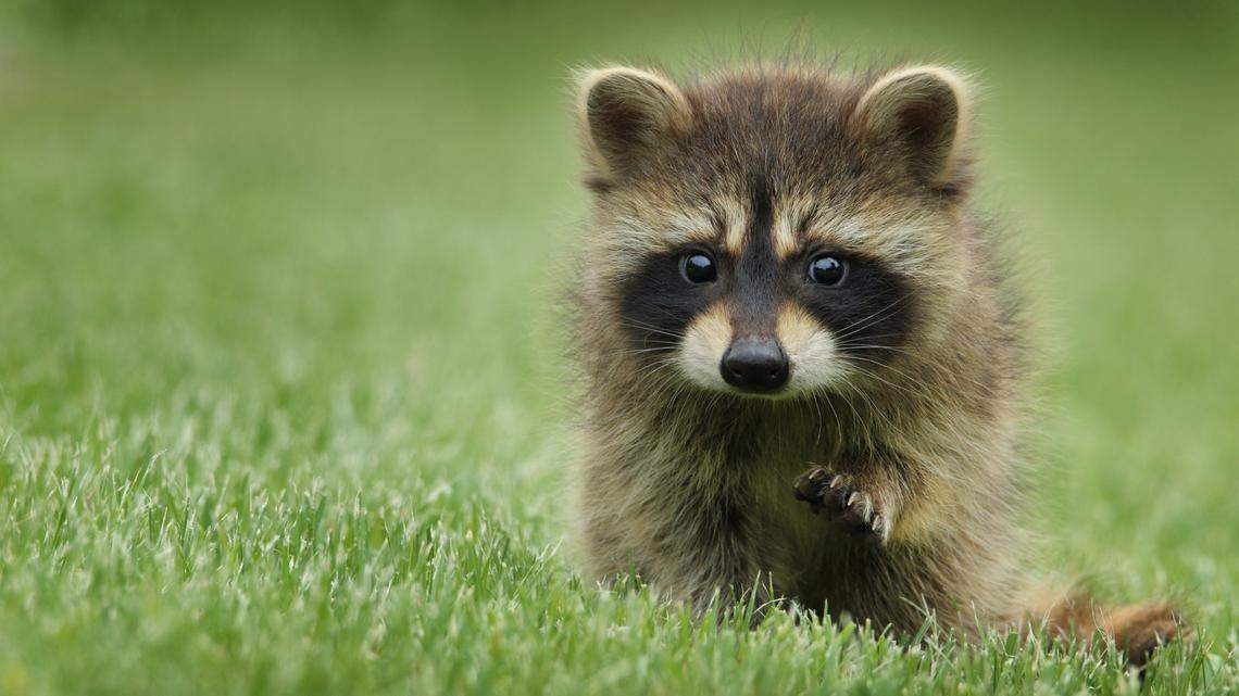 Researchers studied wild raccoons in Wyoming to understand what personality and social traits made raccoons better bandits in urban areas.