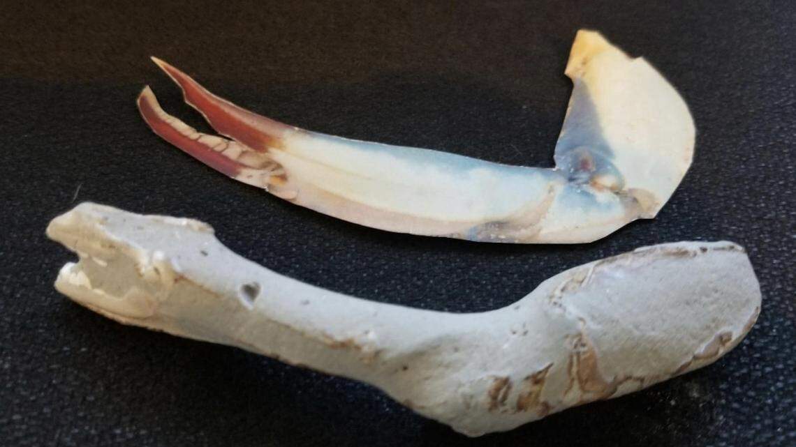 A woman found a prehistoric crab claw while walking along Assateague Island beach and the Smithsonian has estimated the find to be up to two million years old.
