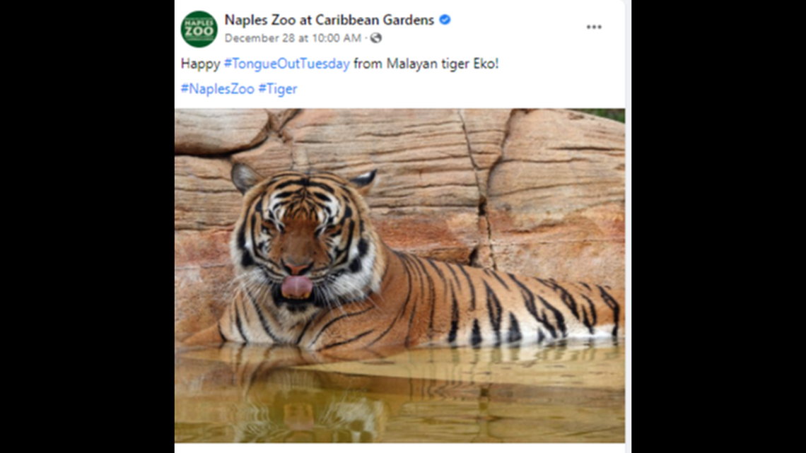 An 8-year-old Malayan tiger named Eko was shot dead by a deputy after he attacked a cleaning worker who stuck his arm in the enclosure at a Florida zoo, according to the Collier County Sheriff’s Office.