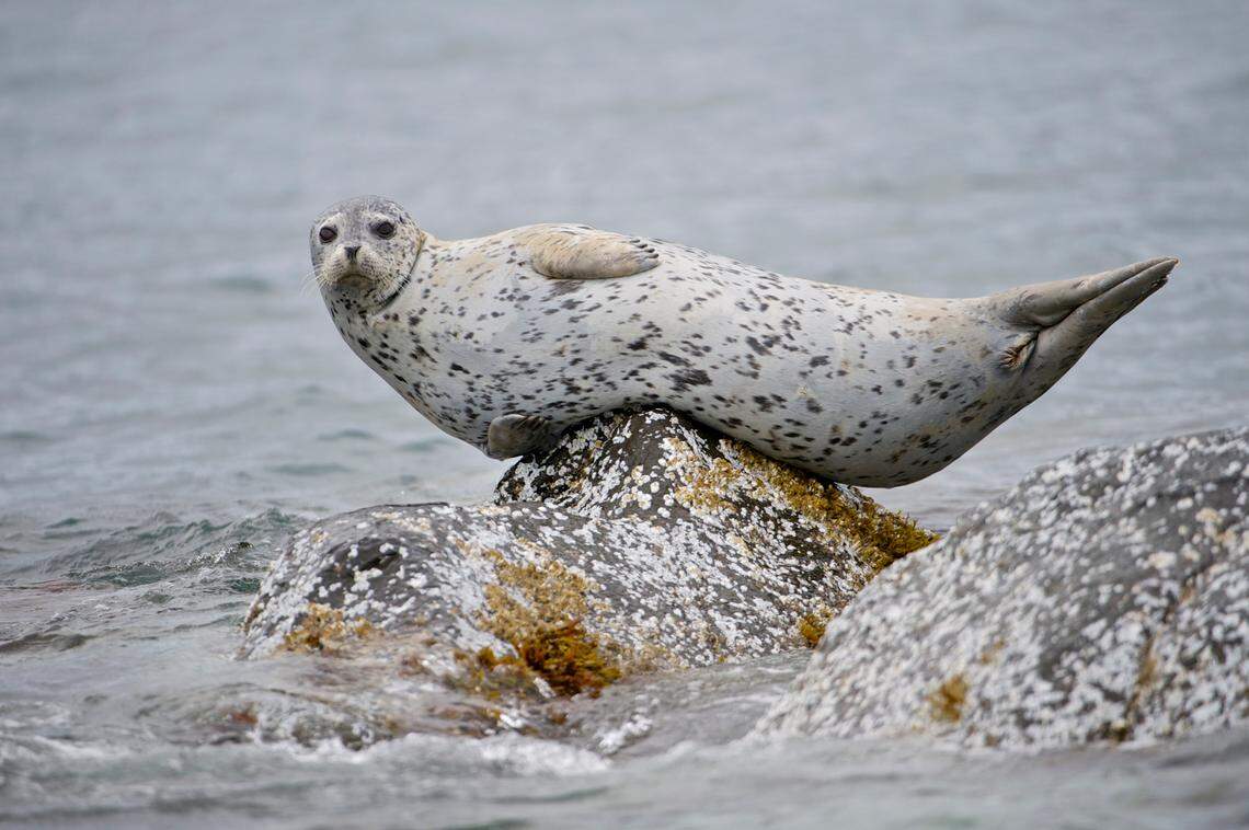 Some of the fur belonged to harbor seals from Greenland, researchers said.