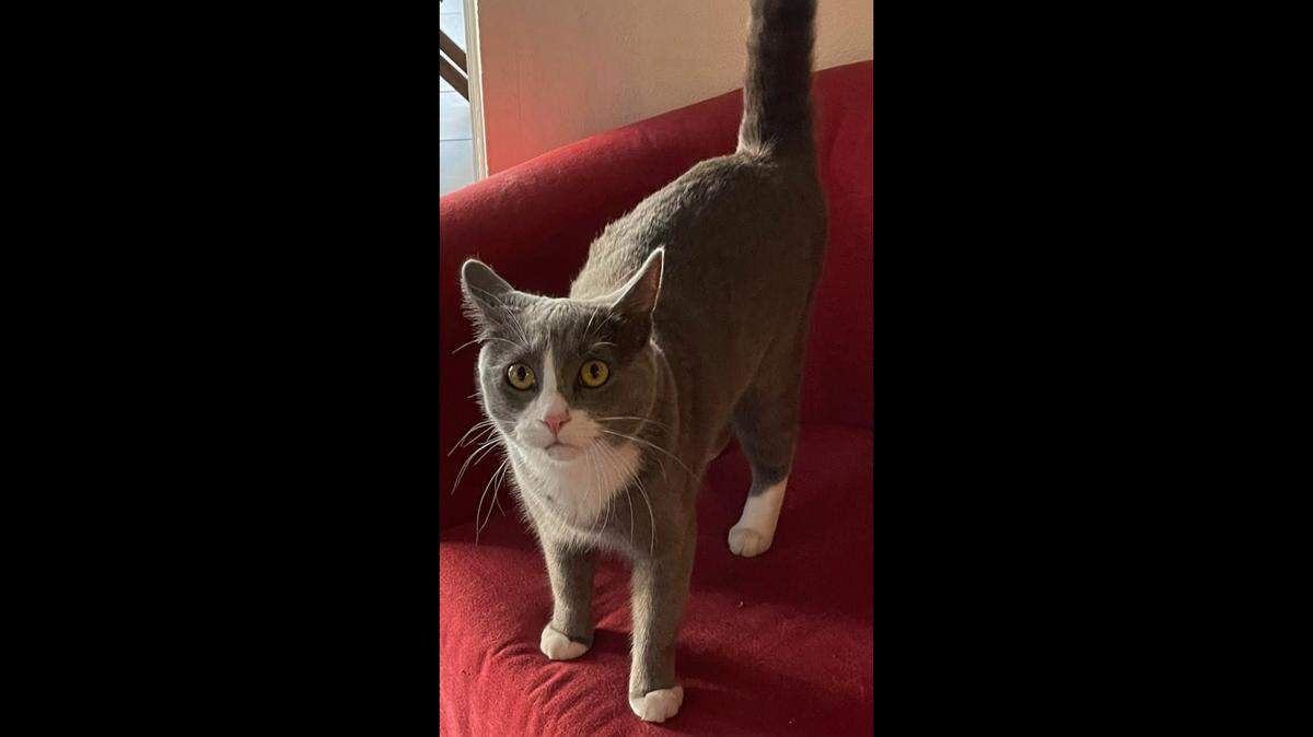Misu, seen here on a red couch, was found dead in a neighbors’ backyard in the San Sebastian community of Weston, Broward County on June 2, 2022.