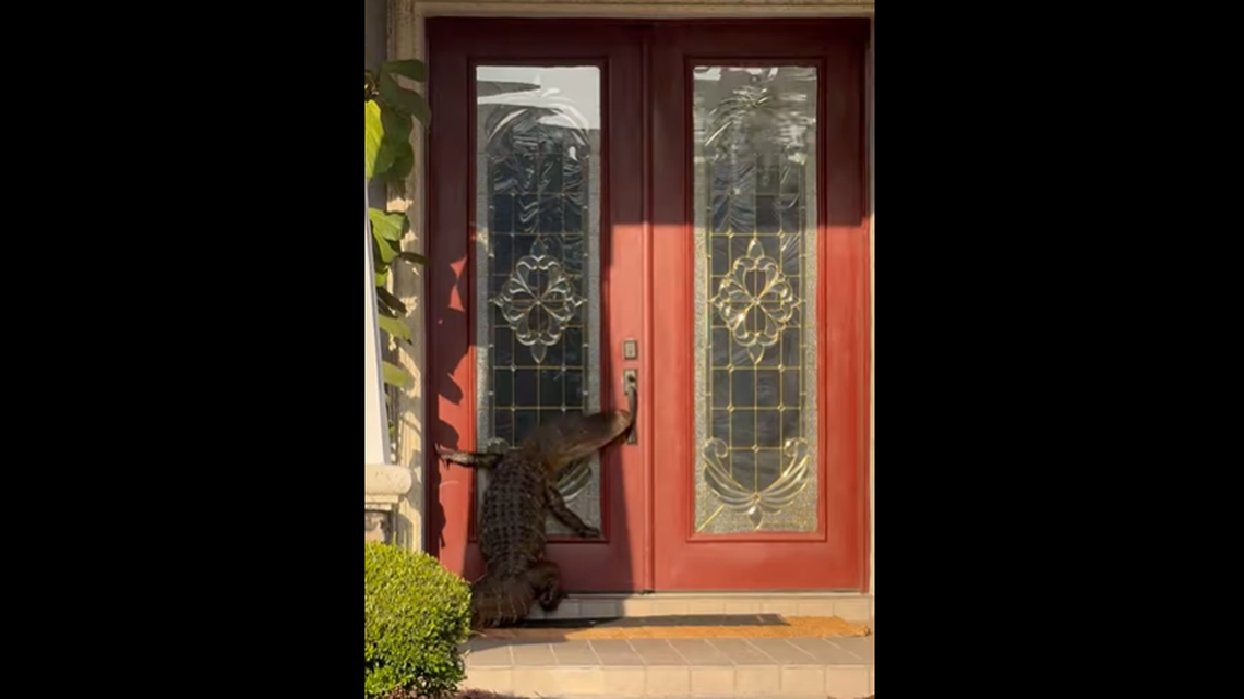 This alligator showed up outside a home near Orlando, Florida, and started banging on the door, video shows.