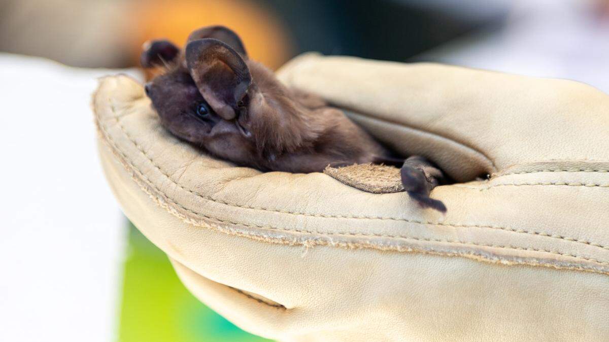 Florida bonneted bat

Credit: Bat Conservation International