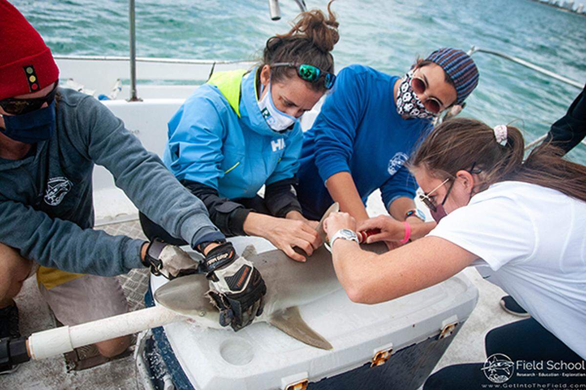 Ransom Everglades School student Lindsay Gould, along with several of her peers from the marine field research course, participates in a shark-tagging excursion. Students spent a day aboard a research vessel during their class field trip.