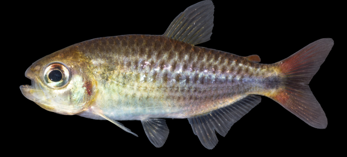The fish were found in tributaries in the Amazon River Basin.
