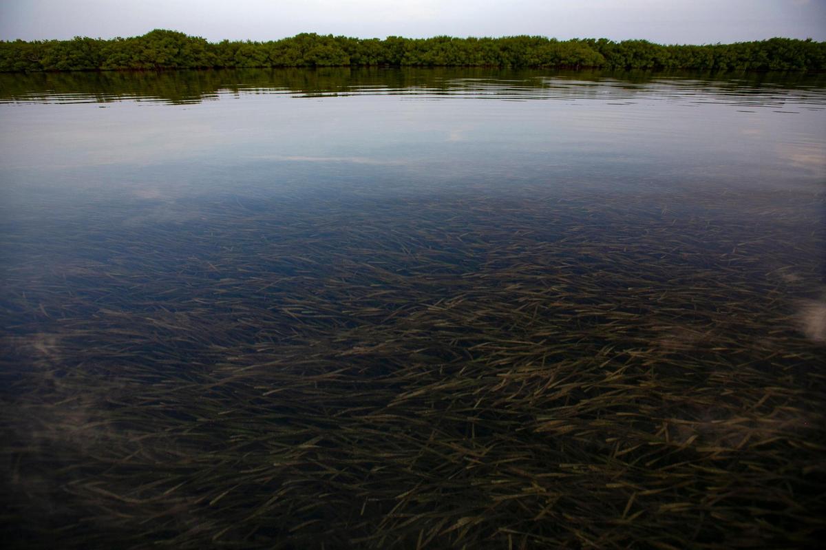Healthy seagrass coats the floor of southern Biscayne Bay just below the calm surface of the water in Biscayne National Park south of Homestead Bayfront Park Thursday, Sept 2, 2021. In other areas of the bay much of the sea grass has died off leaving large barren patches of sand.