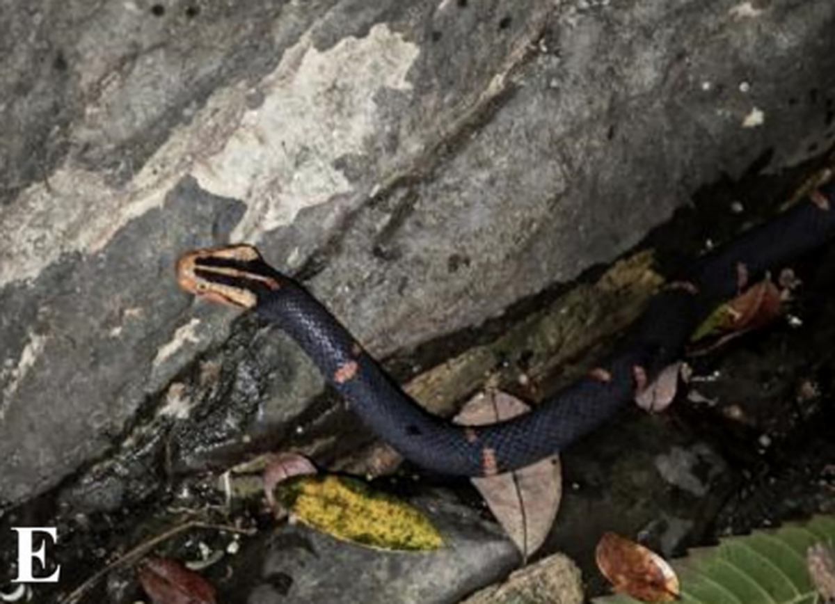 The snake was identified by its black color with orange-red bands.