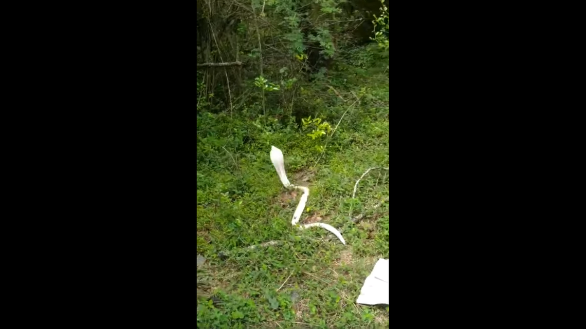 The snake was released into a forested area where it can thrive, Indian wildlife experts said.