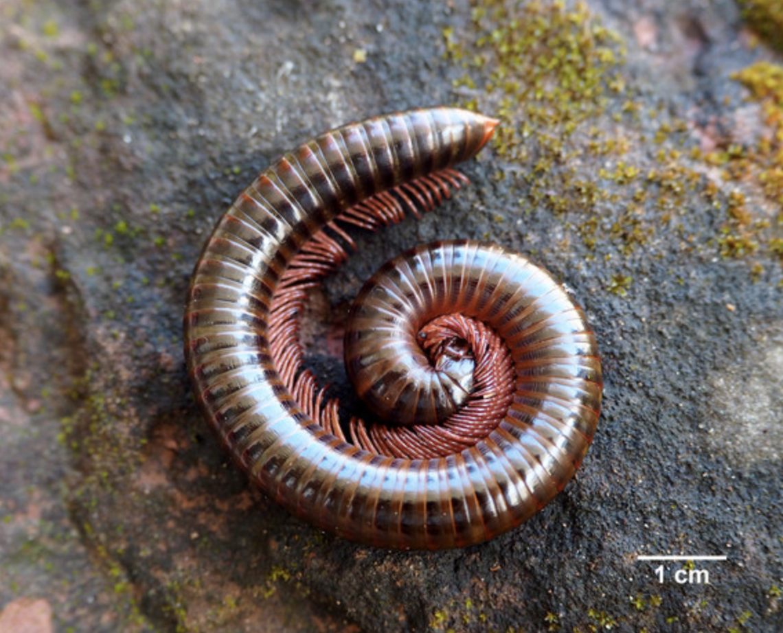 The new species has around 60 body segments each with four legs, according to the study.