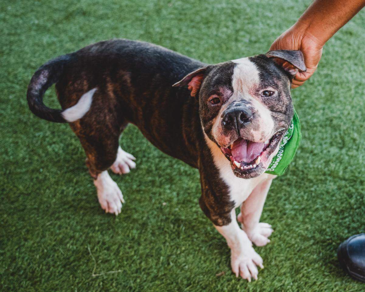 “Coco (A2425678) is a playgroup rock star! This 2-year-old boy has a skin condition around his eyes that can make seeing a bit difficult but that does not stop him from making new furry friends. Coco is always eager to meet new dogs and people. Ask for a meet and greet with this social butterfly special!”