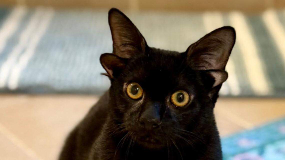 dobby the cat four eared cat