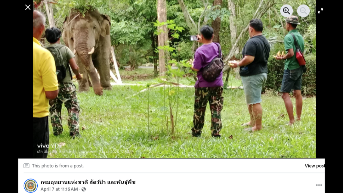 A well-loved wild elephant in a Thai national park needed medical attention after a fight with a rival, officials said.