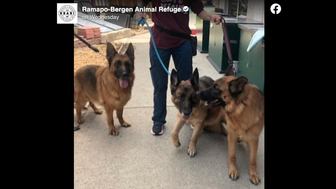 A squatter is a accused of breeding dogs in an abandoned mansion in Paterson, New Jersey, a rescue says. 19 dogs were saved after they were kept in the basement.