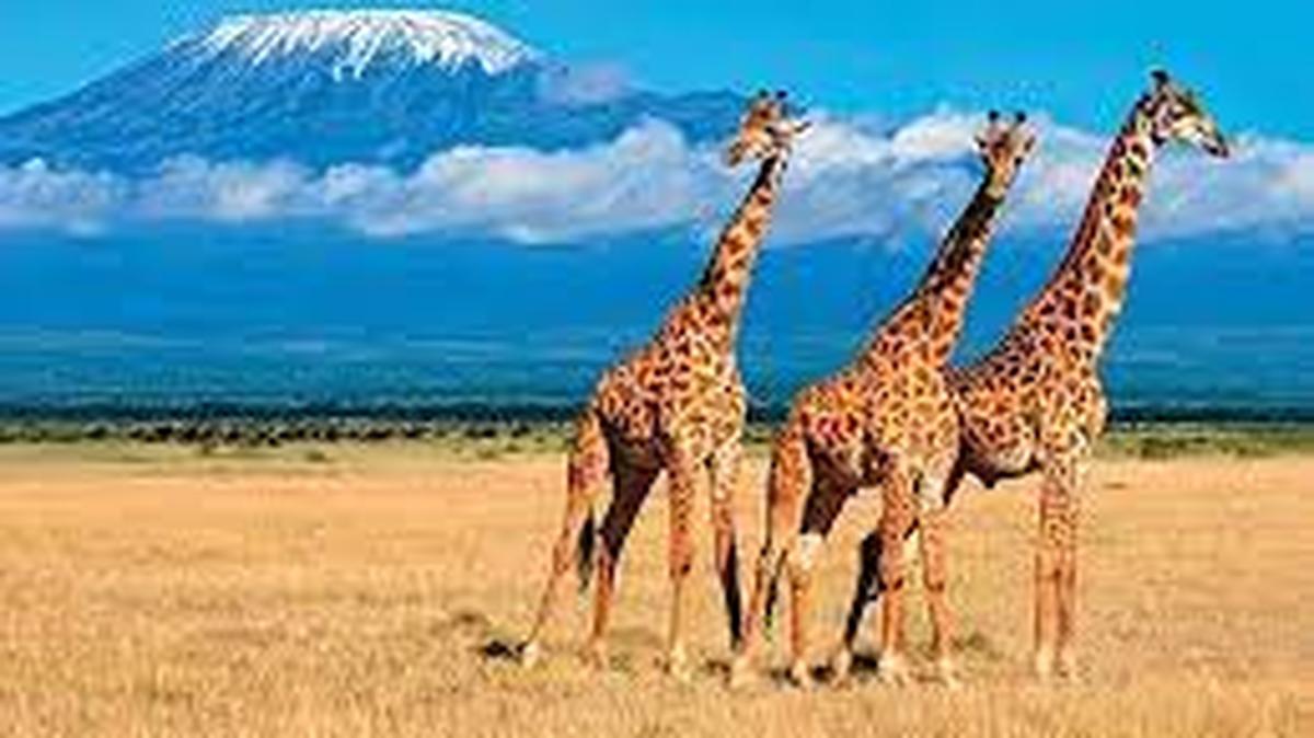 Giraffes on an African safari.