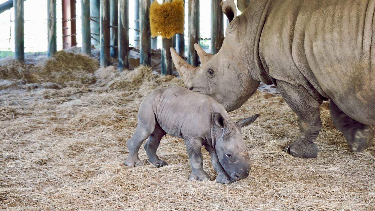 The calf will grow to be 13 feet long and weigh as much as 5,000 pounds, the zoo said.