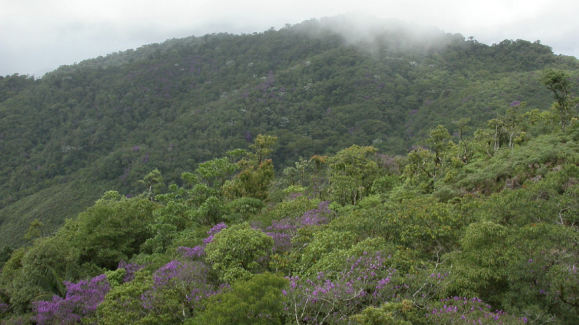 A tiny, transparent new species hides from predators in the Atlantic Forest of Brazil.