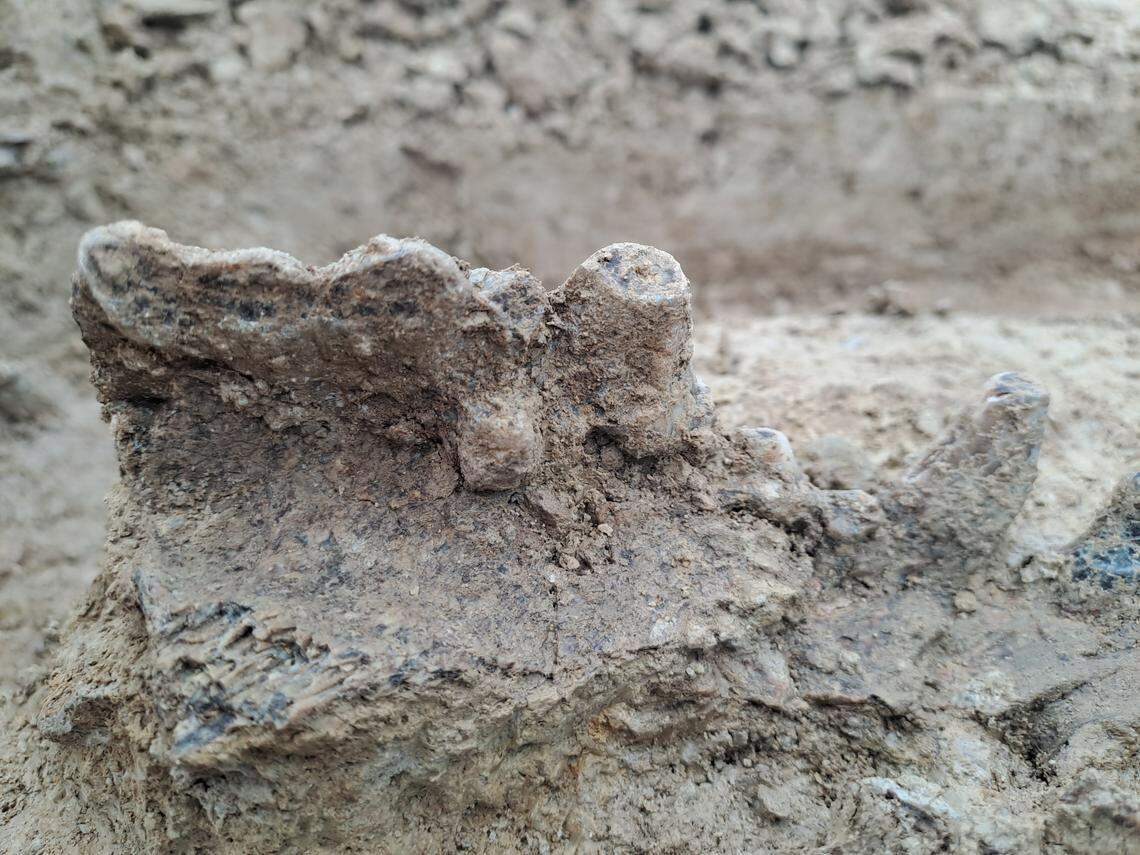 Archaeologists said they also found other animal bones, including this hyena jaw.